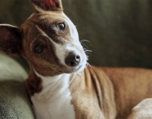 See a Dog, Hear a Dog