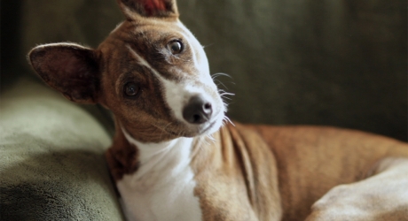 See a Dog, Hear a Dog See a Dog, Hear a Dog